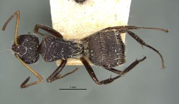 Media type: image;   Entomology 22954 Aspect: habitus dorsal view